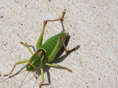 Pediodectes haldemanii