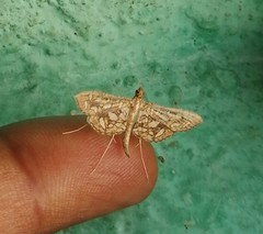 Nausinoe geometralis