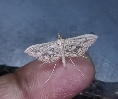 Nausinoe geometralis