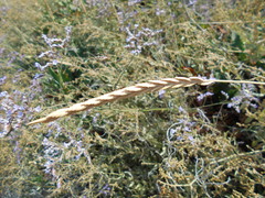 Elymus athericus
