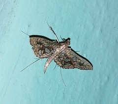Nausinoe geometralis