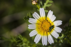 Psilothrix viridicoerulea