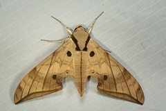 Ambulyx substrigilis