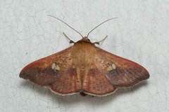 Banisia intonsa