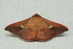 Banisia intonsa