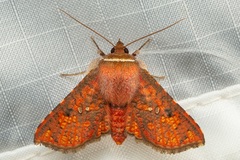 Monodecus