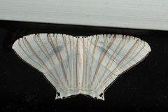 Pseudomicronia bundutuhan