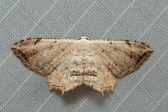 Dysaethria nigrifrons