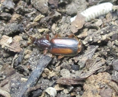Polistichus connexus