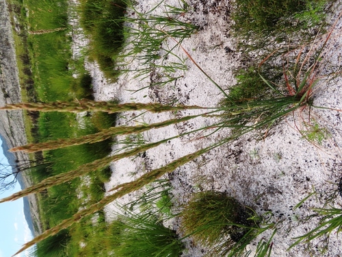 Image of Festuca scabra by (c) linkie, some rights reserved (CC BY)