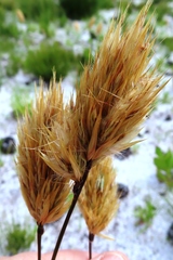 Geochloa
