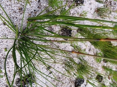 Geochloa