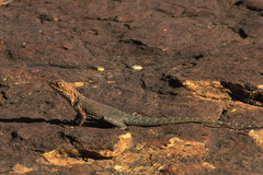 Slater's Dragon photo 2