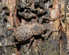 Psapharus infaustus