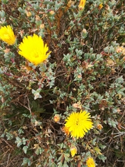 Lampranthus glaucus