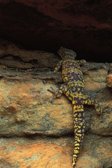 Oedura luritja