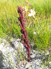 Disa atrorubens
