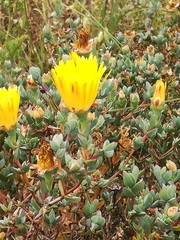 Lampranthus glaucus