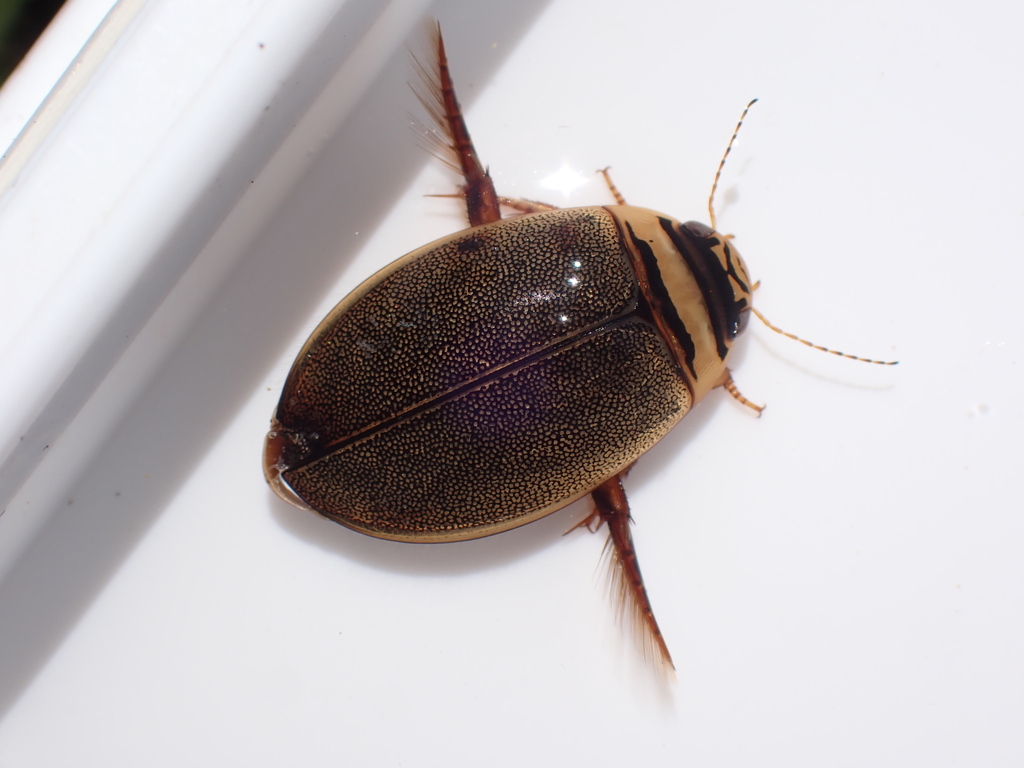 Graphoderus perplexus