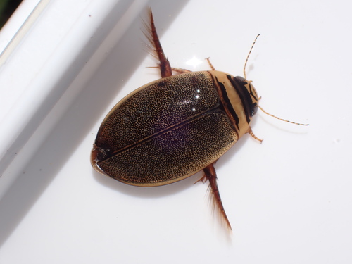 Graphoderus perplexus