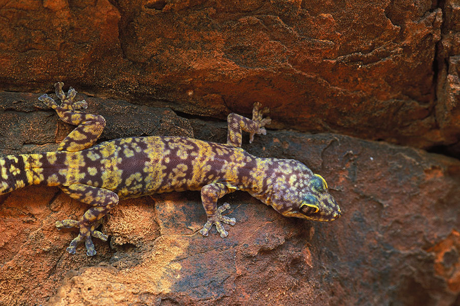 Mereenie Velvet Gecko