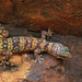 Mereenie Velvet Gecko - Photo (c) John Sullivan, some rights reserved (CC BY-NC), uploaded by John Sullivan