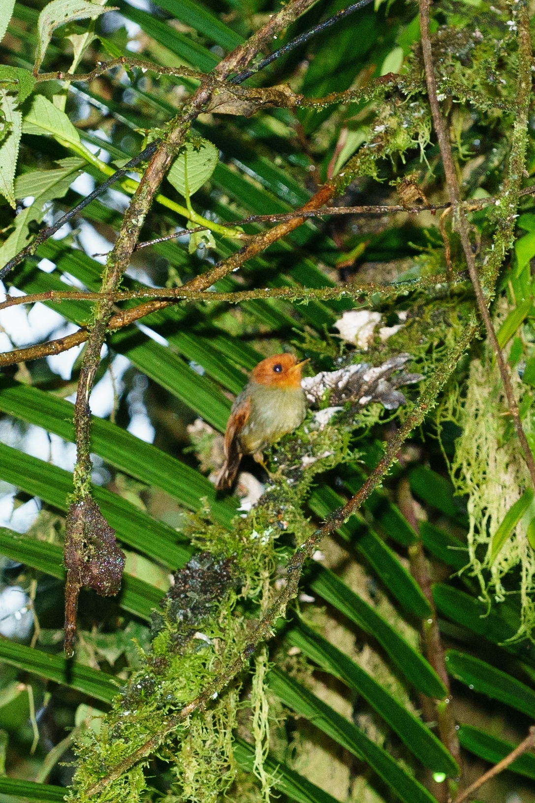 Rufous-headed Pygmy Tyrant (Pseudotriccus ruficeps), photo 2