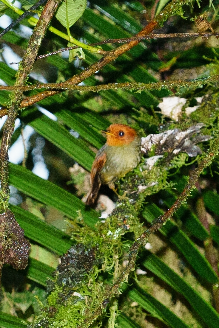 Rufous-headed Pygmy Tyrant (Pseudotriccus ruficeps), photo 3