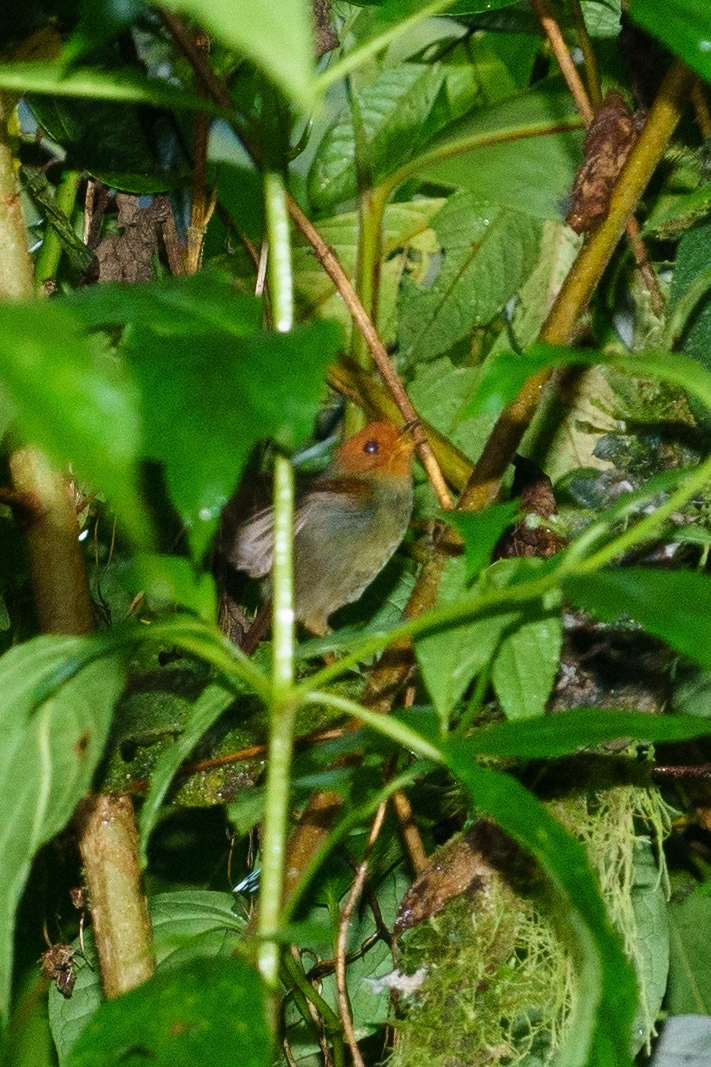 Rufous-headed Pygmy Tyrant (Pseudotriccus ruficeps), photo 4