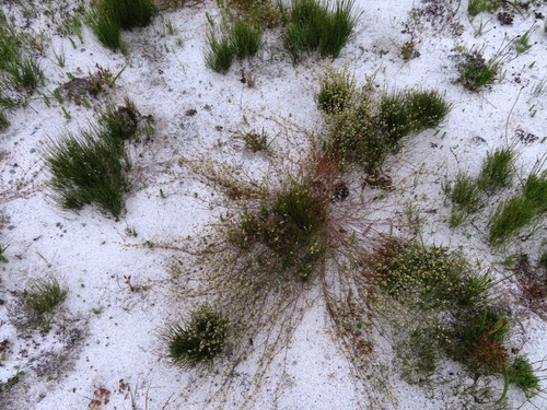 Image of Common Muggiegrass (Adenogramma lichtensteiniana) by (c) linkie, some rights reserved (CC BY)