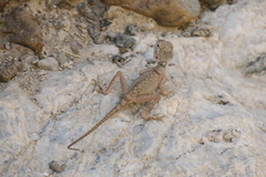 Pseudotrapelus jensvindumi