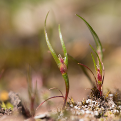 Centrolepis aristata