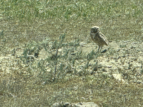 Burrowing Owl photographed in South Dakota