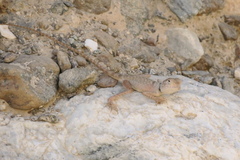 Pseudotrapelus jensvindumi