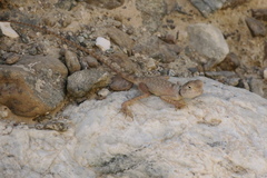 Pseudotrapelus jensvindumi