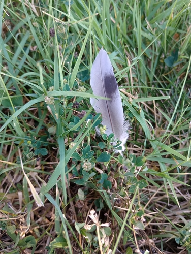 Feral Pigeon photographed in Kansas