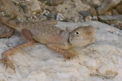 Pseudotrapelus jensvindumi