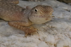 Pseudotrapelus jensvindumi