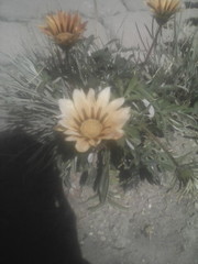 Gazania
