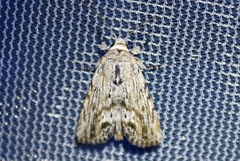 Catabenoides