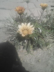 Gazania