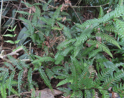 Pteris kiuschiuensis iNat (3)