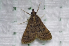 Steniini