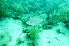 Parequula melbournensis