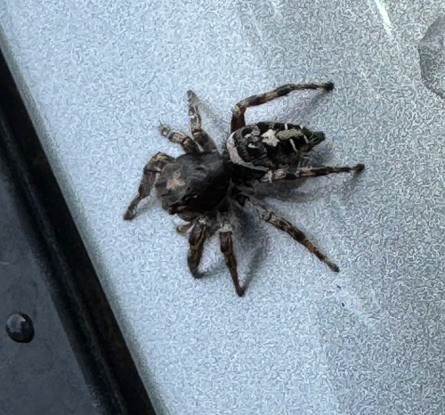 Putnam's Jumping Spider