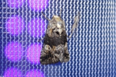 Copanarta aurea