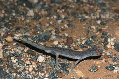 Strophurus ciliaris