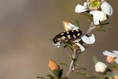 Castiarina decemmaculata