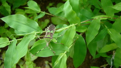 Prismatocerus prominulus