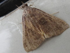 Hypena trigonalis